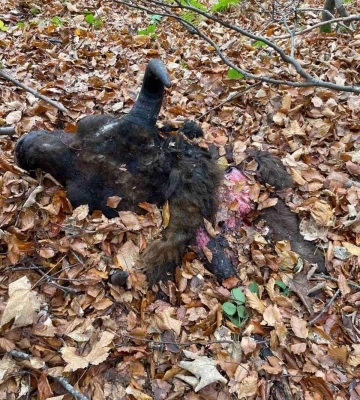 У національному парку на Львівщині браконьєри вбили двох зубрів