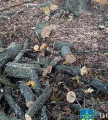 Полтавець сплатить понад 3 млн гривень за незаконну вирубку лісу