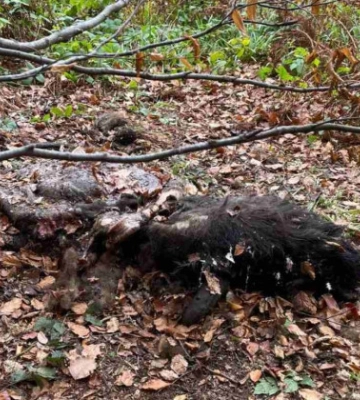 На Львівщині браконьєри вбили рідкісних зубрів та намагалися приховати злочин, спаливши останки