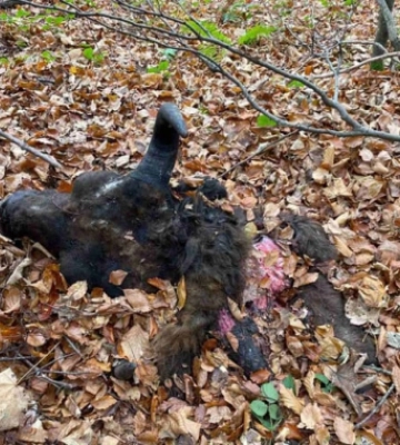 На Львівщині браконьєри вбили двох червонокнижних зубрів