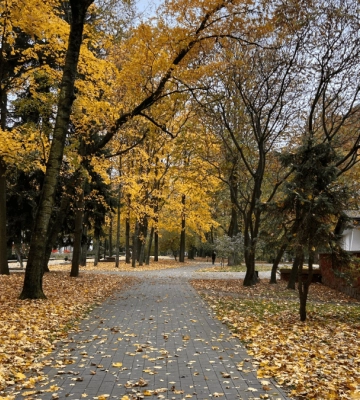 Чи є гриби в парку Шевченка в Івано-Франківську : ФОТОФАКТ