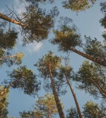 Підприємець привласнив більше мільйона на поставках дерев ыз Полтави до Києва