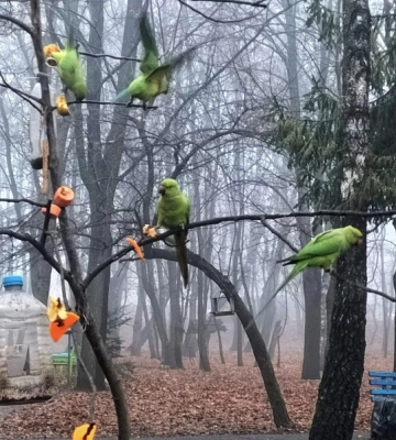 Сім’я екзотичних папуг Крамера радує відвідувачів парку Жовтневого у Чернівцях