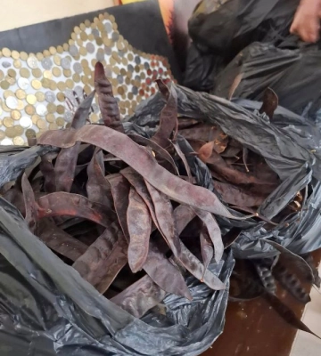 Школярі з Одещини зібрали насіння колючого дерева для лісничого господарства