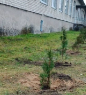 У Світязькому ліцеї на Волині озеленили територію завдяки випускнику закладу