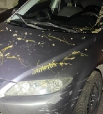 У Рівному нетвереза водійка скоїла ДТП: в&#039;їхала в припарковане авто