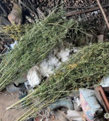 Зберігав канабіс: поліцейські повідомили про підозру мешканцю Миколаївського району
