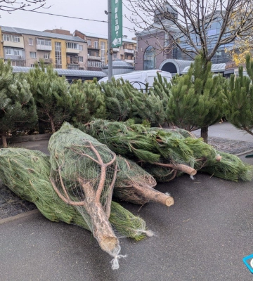 От 300 до 4000 гривен — цены на елочном базаре в центре Харькова (видео)