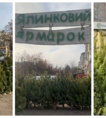 У Луцьку вже продають живі ялинки і сосни (ціни)