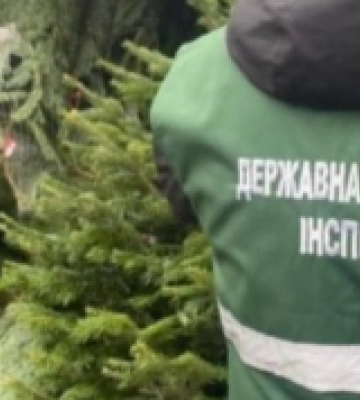 На Закарпатті екоінспекція та поліція штрафуватимуть за незаконно зрубану ялинку