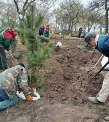 В популярному одеському парку висадили молоді сосни