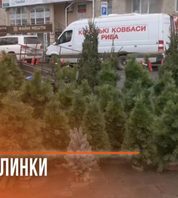 З 4 грудня у Рівному продають різдвяні ялинки. Де їх можна купити