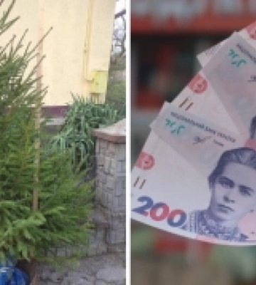 У Рожищі за 200 гривень можна виграти живу ялинку