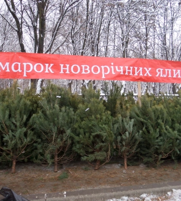 В Ужгороді визначили місця для здійснення торгівлі ялинками та новорічними прикрасами
