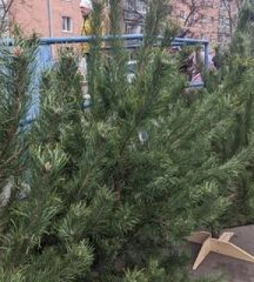 У Полтаві стартував продаж новорічних дерев