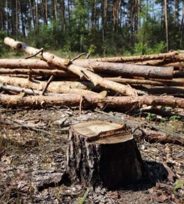 На Миколаївщині вдруге за тиждень незаконно рубають дрова: порушника оштрафували