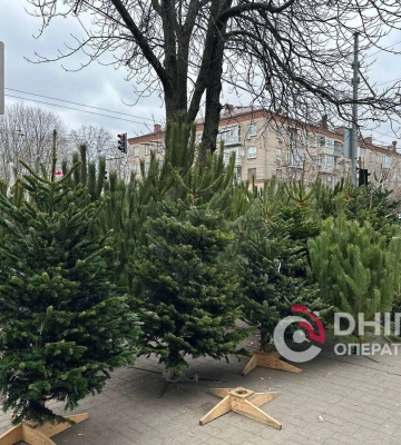 Де в Дніпрі купити ялинку