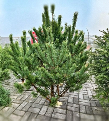 Кілька тисяч за дерево: скільки коштує жива новорічна ялинка в Києві