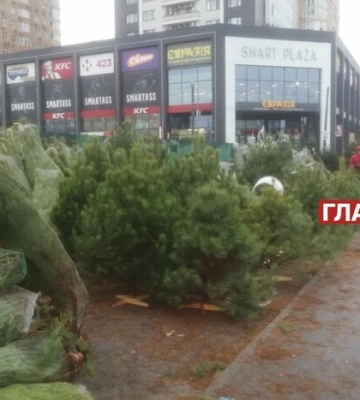 Скільки коштує новорічна ялинка у Києві: огляд цін