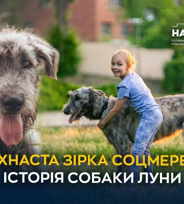 Пухнаста зірка соцмереж: історія собаки Луни, ірландського вовкодава із Дніпра