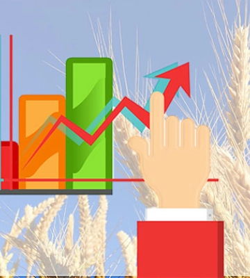 USDA покращило погноз урожаю кукурудзи та ячменю в Україні