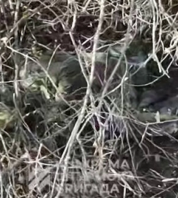 Бійці 3-ї ОШБр скидами з дронів з тепловізійними камерами знищують окупантів на Харківщині. ВIДЕО