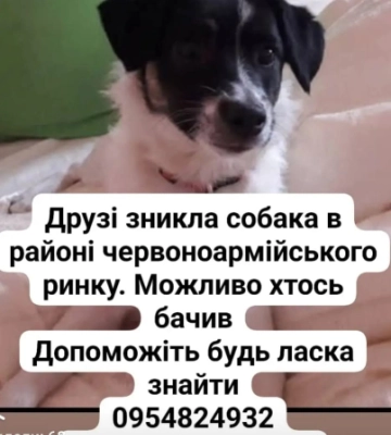 У Чернівцях загубилася собачка, господарі просять допомогти з пошуками