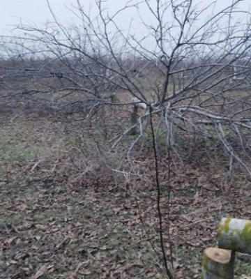 У саду на Кіровоградщині знищили 180 горіхів: за інформацію про вандалів дають винагороду