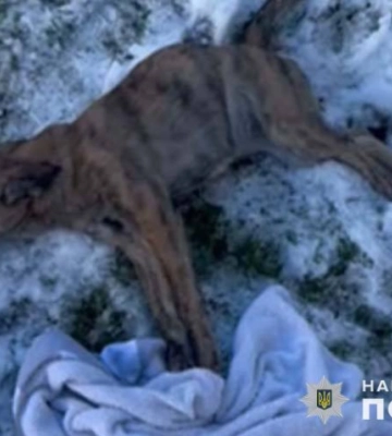 У Тернополі чоловік викинув собаку з четвертого поверху