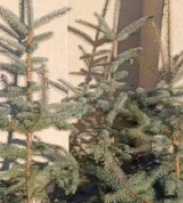 На підприємстві «Парки та сквери Луцька» можна купити ялинку