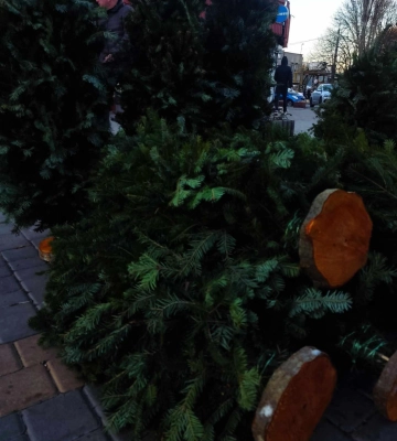 Свято наближається: в Одесі почали продавати різдвяні дерева (фотофакт)