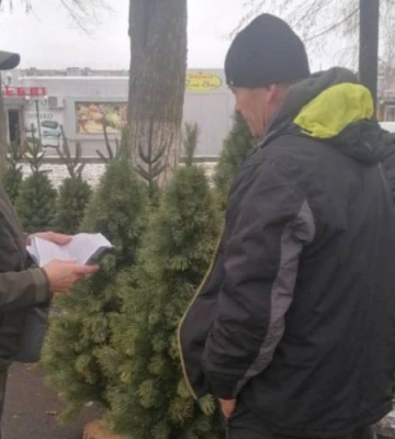 На Волині виявили незаконний продаж новорічних ялинок: деталі