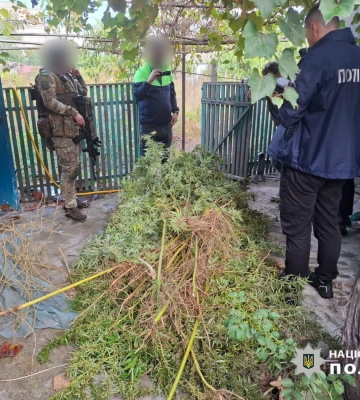 На Одещині чоловіка судитимуть за вирощування конопель та виготовлення канабісу