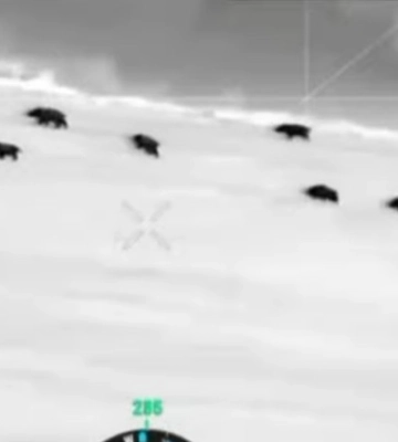 Ситуація на кордоні з невизнаною ПМР: вовки, кабани, лисиця і втікачі з України (відеофакт)