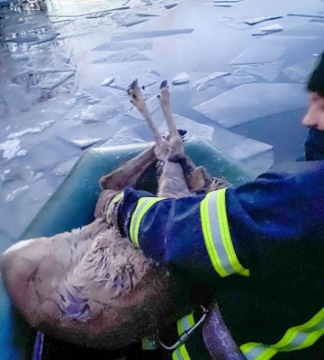 На Харківщині рятувальники врятували косулю з крижаної води 