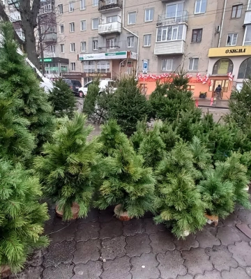 Ялинкові базари Рівненщини уже чекають покупців