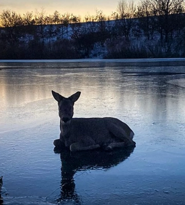 На Харьковщине спасатели спасли косулю из ледяной воды