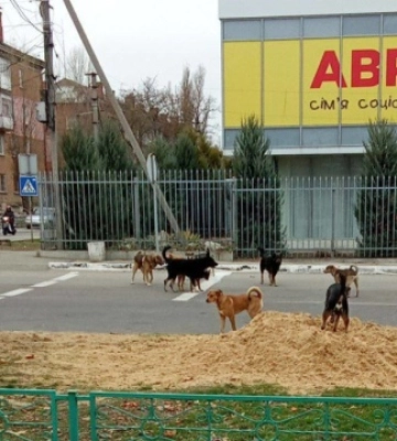 Захоплена Нова Каховка потерпає від нашестя бродячих тварин - «Жовта стрічка»