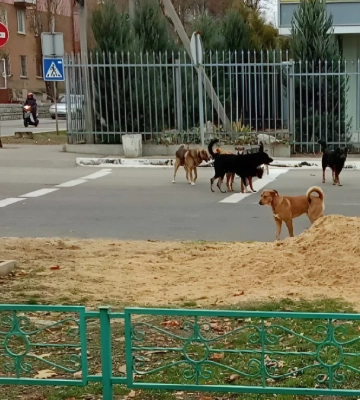 В окупованій Новій Каховці на Херсонщині нашестя безпритульних собак