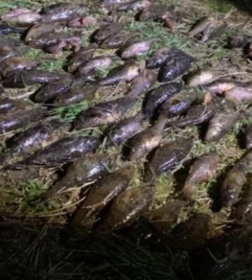 Волинянин незаконно наловив щук на 110 тисяч гривень: суд покарав пробацією та штрафом