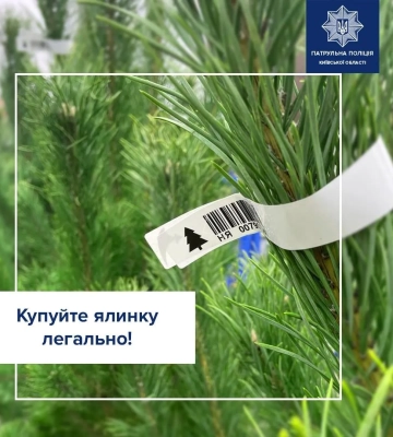 Где безопасно купить новогоднюю елку: полиция дала советы