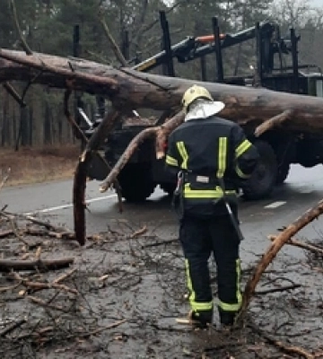 У Луцькому районі вітер повалив на дорогу здоровенне дерево 