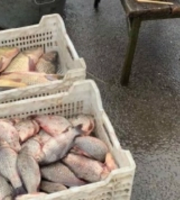 На Первомайщині виявили факт незаконної торгівлі рибою