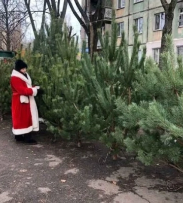 Ялинкові базари в Одесі: перелік адрес, де можна придбати хвойні дерева