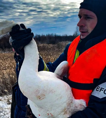 На водоймі біля села на Харківщині бійці ДСНС врятували пораненого лебедя. ФОТО
