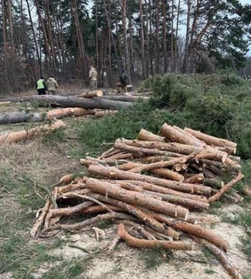 Мешканець Київщини незаконно нарубав лісу на суму понад ₴700 тис.