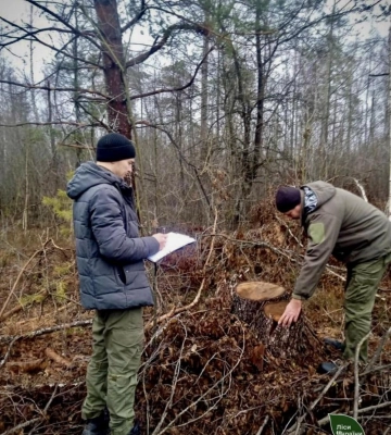 На Рівненщині «чорні» лісоруби завдали державі збитків на понад 1,5 млн грн
