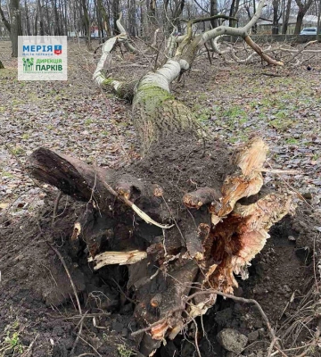 Поблизу Черкаської облради та в парках попадали дерева (ФОТО)