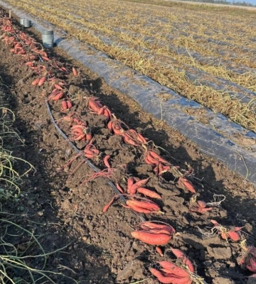 У Білгород-Дністровському районі вперше зібрали великий урожай нового для регіону коренеплоду