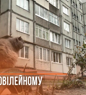 У селі на Рівненщині виявили сказ у кота